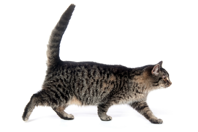 Kedilerin Beden Vücut Dili Anlamları Kedi Blog