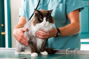 kedilerde bağırsak hastalıkları tedavisi