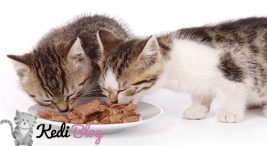 kedi konservesi ne sıklıkla kullnaılmalıdır