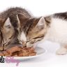 kedi konservesi ne sıklıkla kullnaılmalıdır
