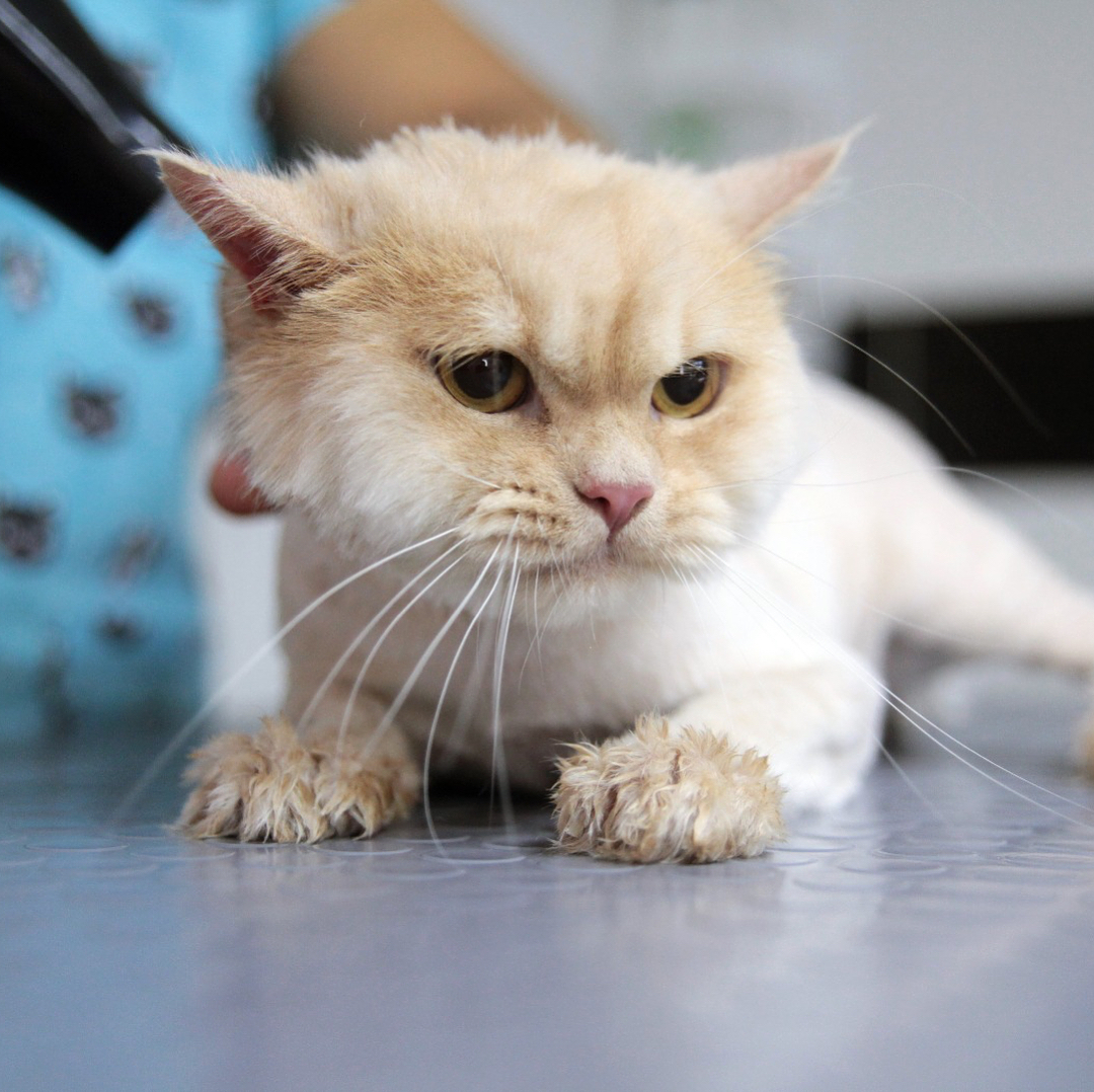 İstanbulda Kedinizi Traş Ettirebileceğiniz Pet Kuaförler Kedi Blog