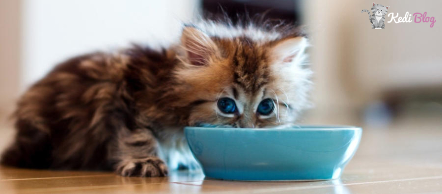 Kedilerin Kolay Mama Yiyebilmesi Icin En Iyi 5 Mama Ve Su Kabi Kedi Blog