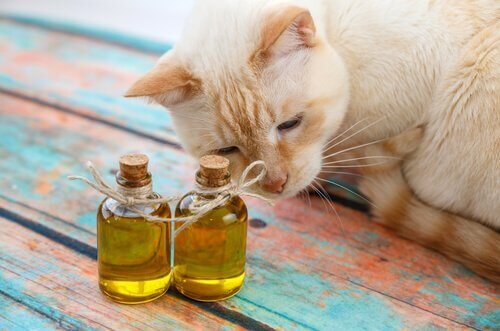 kedi parfümü