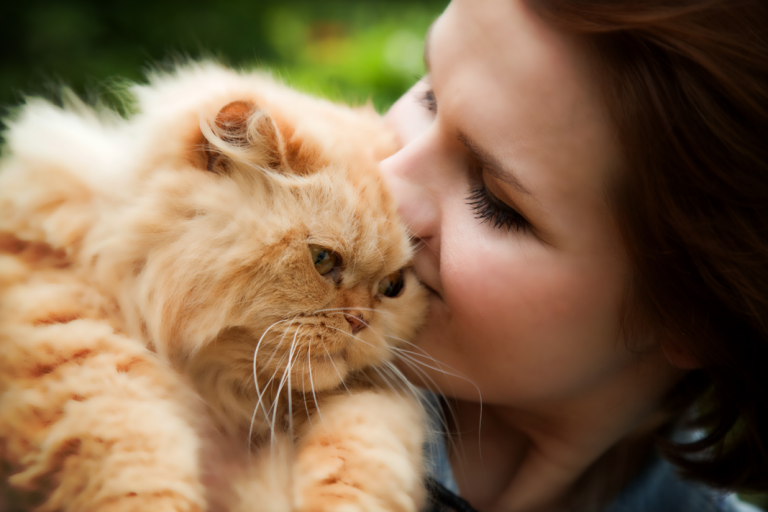 Kedilerde İşitme, Duyma ve Sağırlık Sorunları Kedi Blog