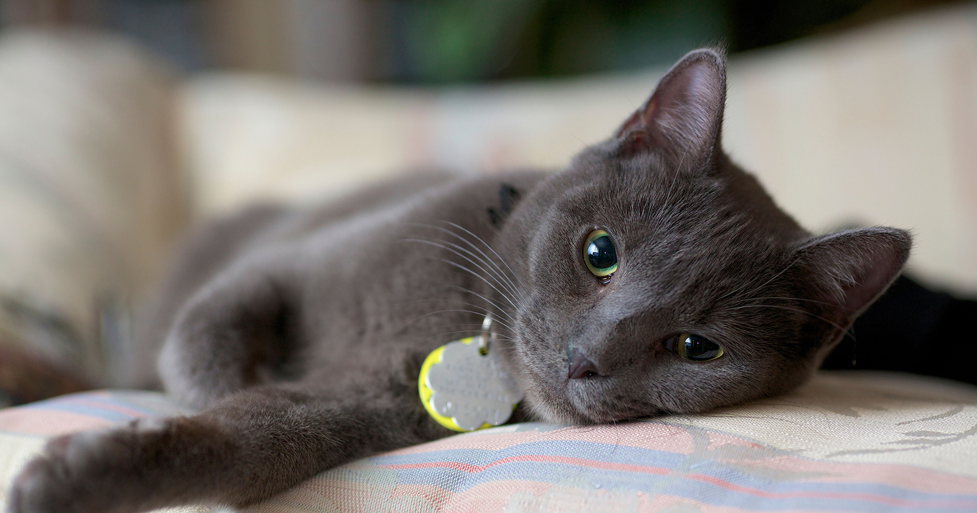 Yeni Kedi Sahiplenme Rehberi İlk Defa Kedi Sahipleneceklerin Bilmesi