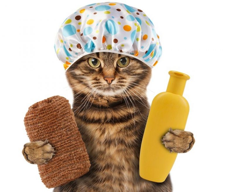 Kedinizin Güzel Kokmasını Sağlayacak En İyi 5 Kedi Şampuanı Kedi Blog