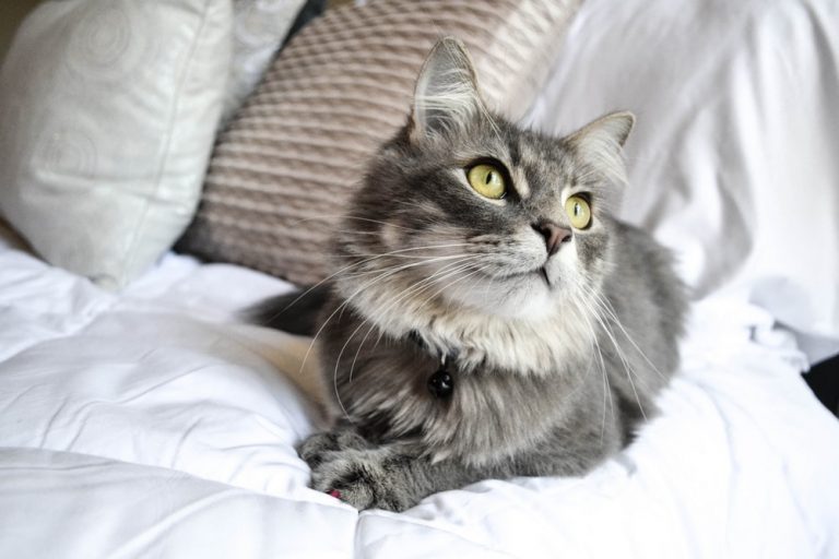 Kedilerin Temizlenmesi ve Bakımı Nasıl Yapılır Kedi Blog