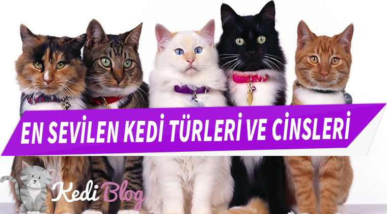 kedi türleri ve cinsleri özellikleri