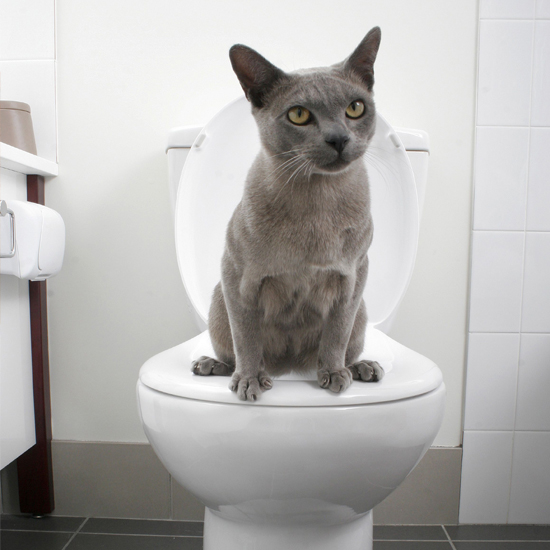 Kedi Tuvalet Kokusu Nasıl Giderilir? Petlebi