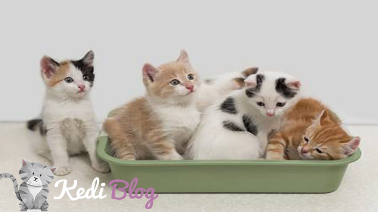 Kedi Tuvalet Egitimi Nasil Verilir Kedi Blog