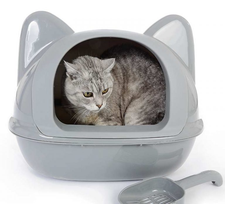 Kedi Tuvalet Eğitimi Nasıl Verilir? Kedi Blog