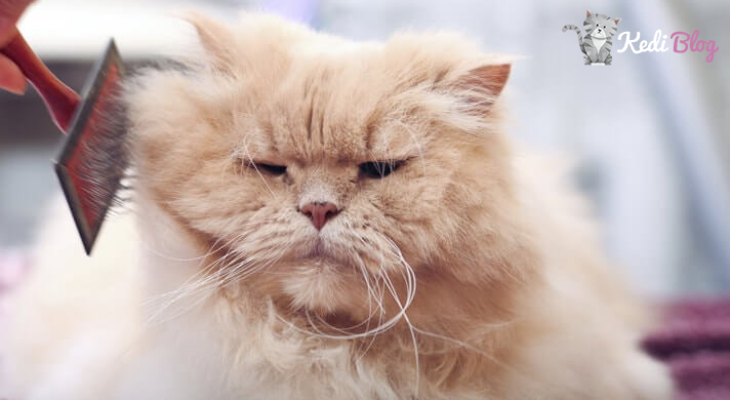 Tuy Dokulmesi Yasayan Kediler Icin 5 Tavsiye Kedi Blog