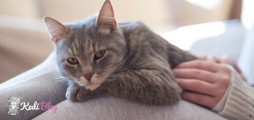 Tuy Dokulmesi Yasayan Kediler Icin 5 Tavsiye Kedi Blog
