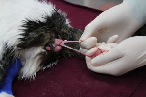 erkek kedilerin kısırlaştırılma ameliyatı