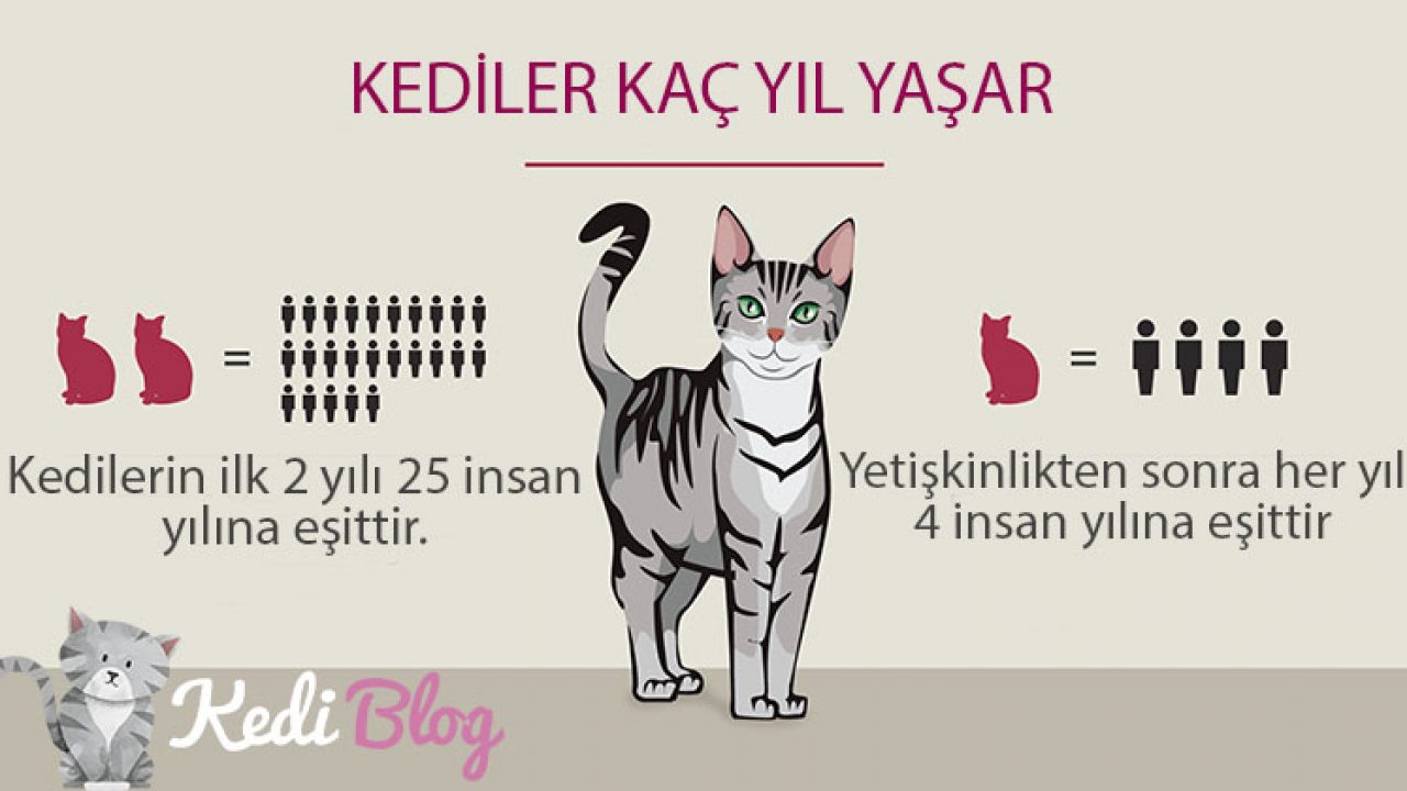 Kediler Kac Yil Yasar Kedilerin Omru Ne Kadardir Kedi Blog