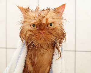 kediler nasıl banyo yaptırılır