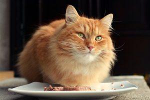 kediler ne yer beslenme nasıl olmalı