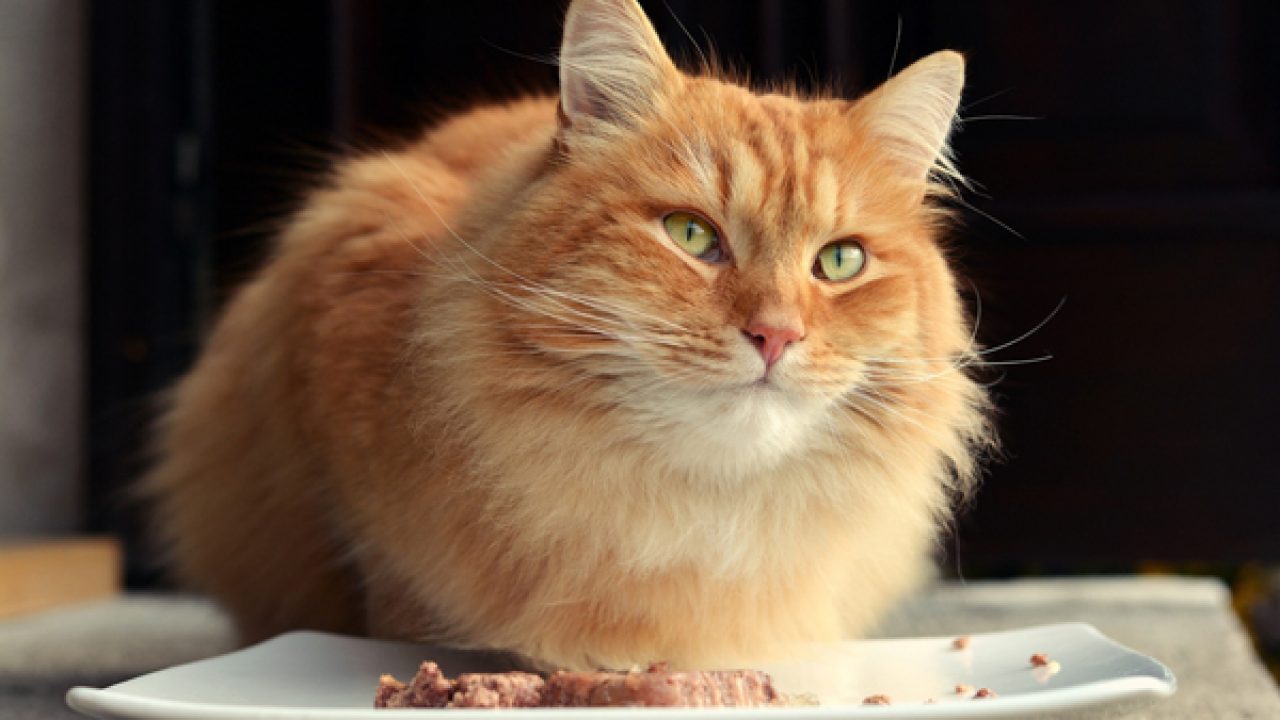kediler ne yer saglikli kedilerin yiyebilecegi her sey 2020 kedi blog