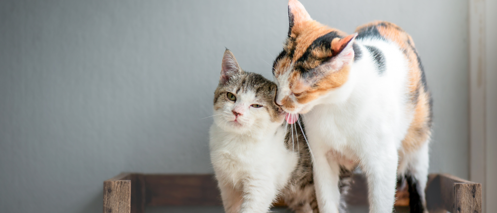 Kediler Sahiplerini Secer Mi Kedi Blog