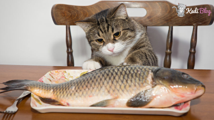 Kediler Ton Balığı Yer Mi
