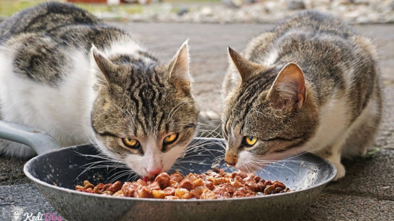 Kediler Ton Baligi Tuketebilir Mi En Iyi 5 Ton Balikli Kedi Mamasi Kedi Blog