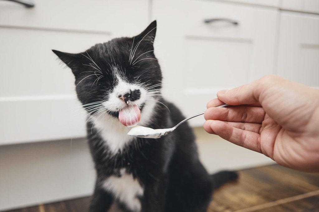 Kediler Yogurt Yiyebilir Mi Kediler Icin Yogurdun Faydalari Kedi Blog
