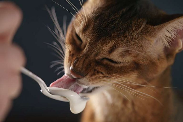 Kediler Yoğurt Yiyebilir Mi? Kediler İçin Yoğurdun Faydaları Kedi Blog