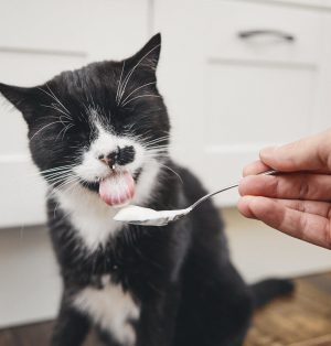 kediler yoğurt yiyebilir mi