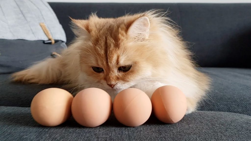 Kediler Yumurta Yer Mi? Kedilere Nasıl Yumurta Verilmelidir? Kedi Blog
