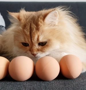 kediler yumurta yer mi