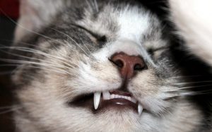 kedilerde ağız ve diş sağlığı