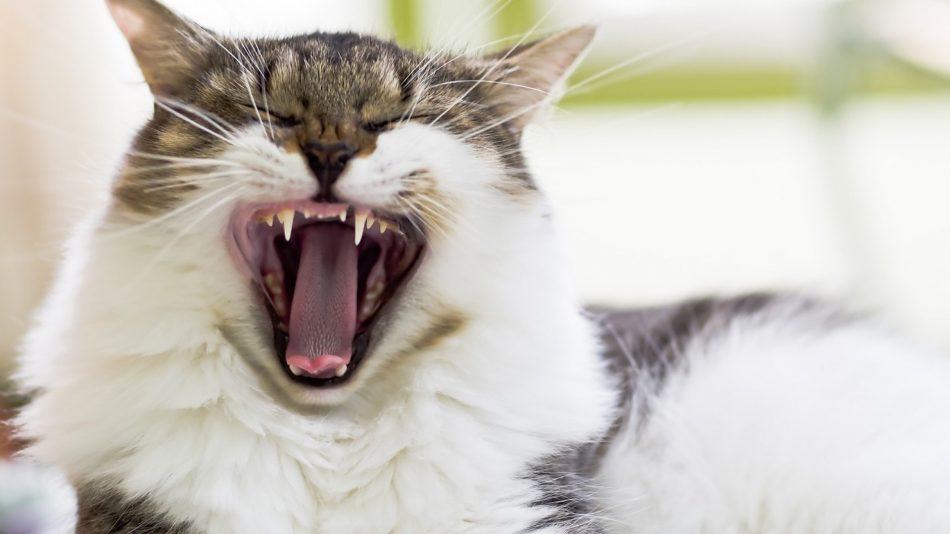 Kedilerin Ağız ve Diş Sağlığı Kedi Blog