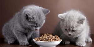 kedilerde beslenme nasıl olmalı