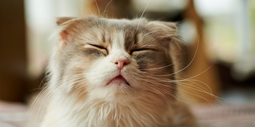 Kedilerde Cilt ve Deri Hastalıkları Kedi Blog