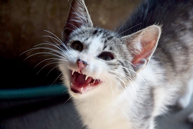 Kedilerin Ağız ve Diş Sağlığı Kedi Blog