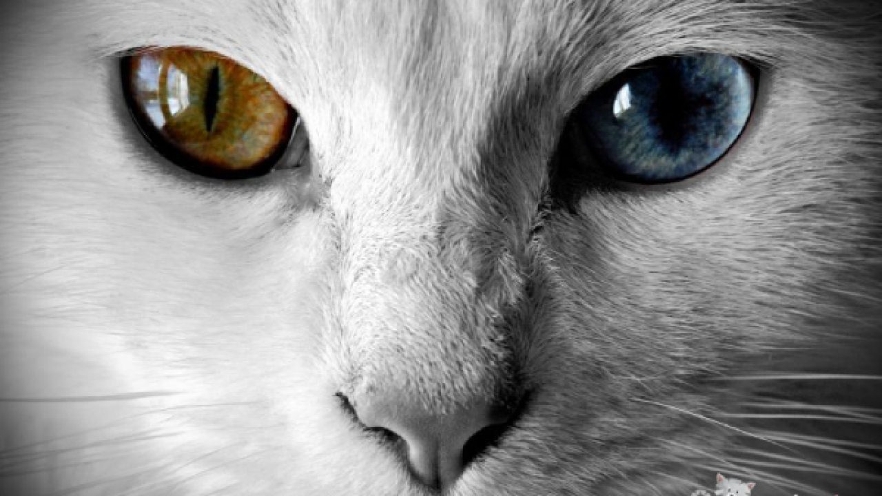kedilerde goz akintisi nedenleri ve tedavi yontemleri kedi blog