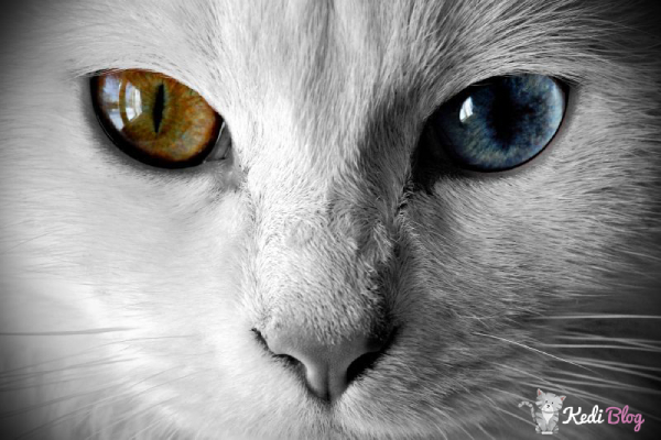 kedilerde göz akıntısı