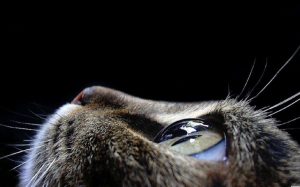 kedilerde göz akıntısı ve tedavisi