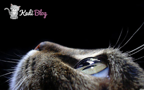 Kedilerde Goz Akintisi Nedenleri Ve Tedavi Yontemleri Kedi Blog