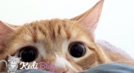 kedilerde göz hastalıkları ve tedavisi