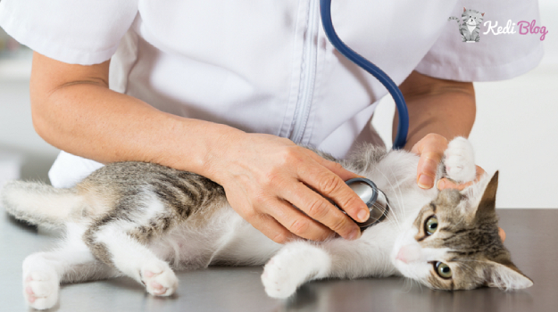 Kedilerde Grip Belirtileri Nelerdir Nasil Tedavi Edilir Kedi Blog