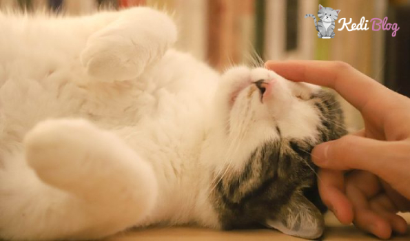 Kedilerde Grip Belirtileri Nelerdir Nasil Tedavi Edilir Kedi Blog