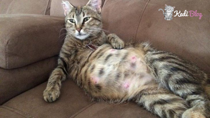Hamilelik Donemindeki Kedilerin Beslenme Ve Bakimi Icin 7 Tavsiye Kedi Blog