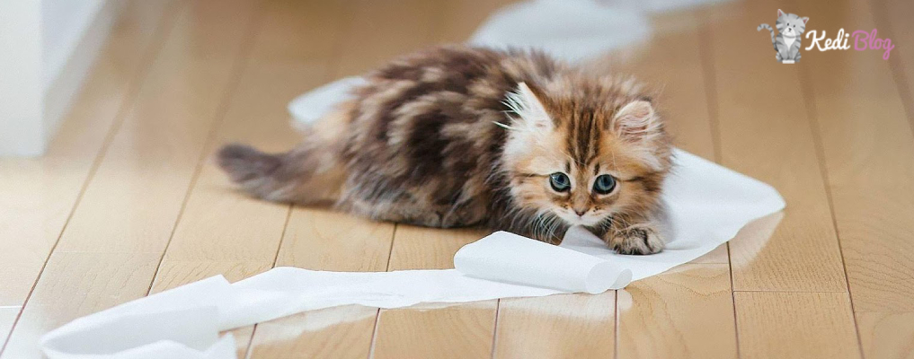 Kediler Neden Ishal Olur Nasil Tedavi Edilir Kedi Blog