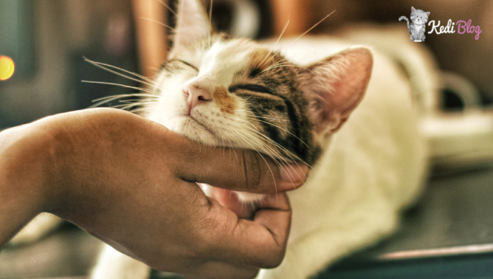 Istahsiz Kedilerin Bile Hayir Diyemeyecegi En Lezzetli 5 Kedi Mamasi Kedi Blog