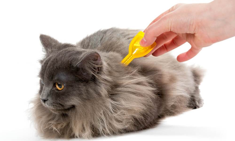 Ev Ortaminda Kedi Kokusunu Giderecek 10 Altin Tavsiye Kedi Blog
