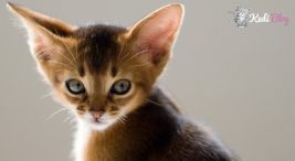 kedilerde kulak hastalığı ve temizliği