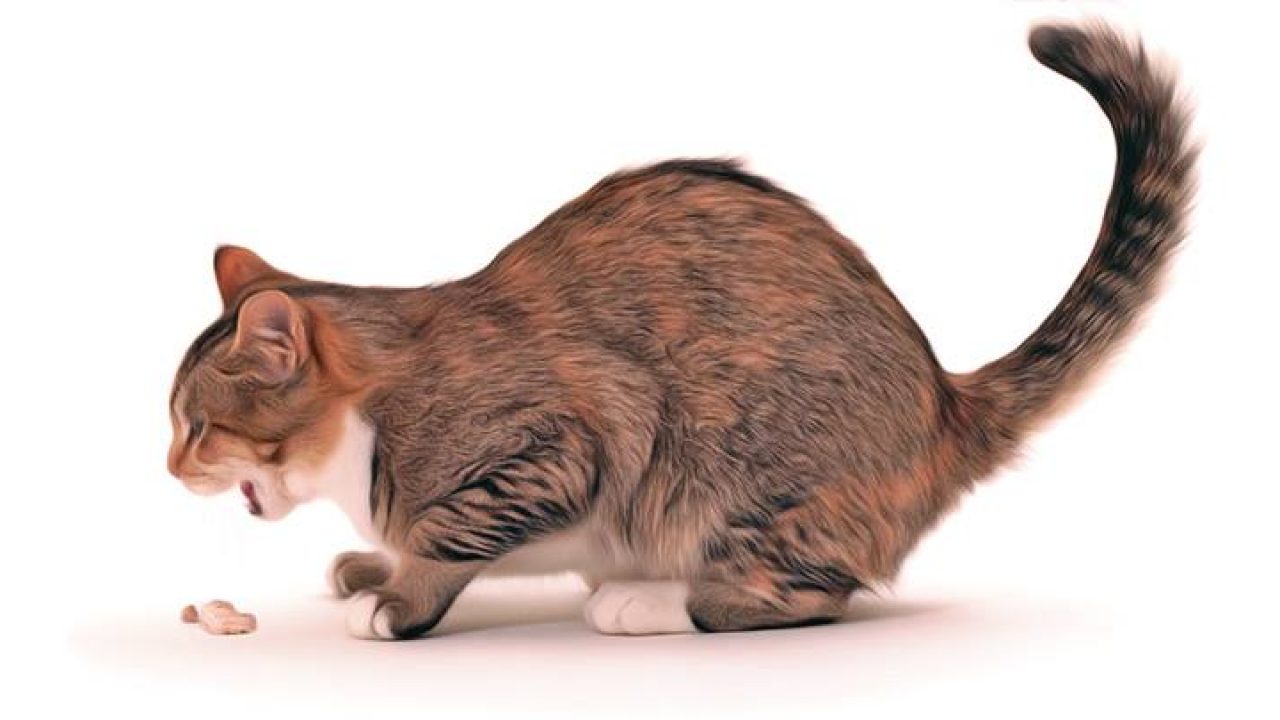 Kediler Neden Kusar Ne Yapilmasi Gerekir Kedi Blog
