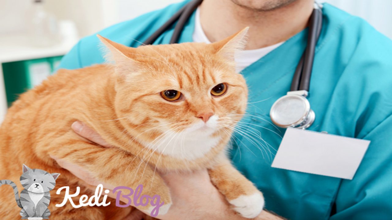 kedilerde mide hastaliklari ve tedavisi kedi blog
