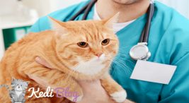 kedilerde mide hastalıkları ve tedavisi